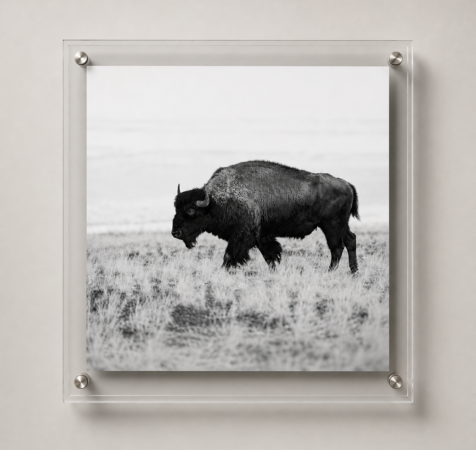 American Bison
