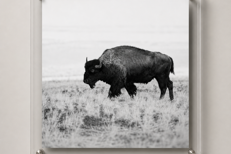 American Bison