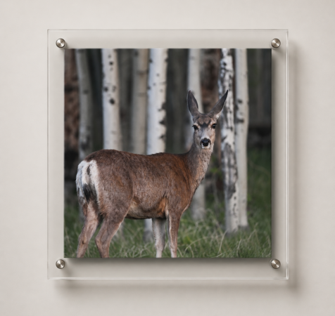 Mule Deer